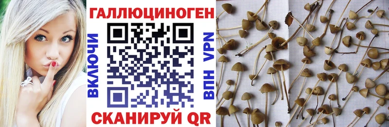 blacksprut ONION  Черногорск  Псилоцибиновые грибы мухоморы 